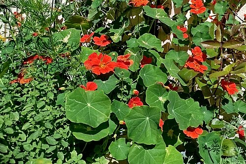 Flowers and plants