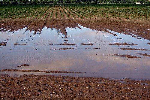 Flooded field