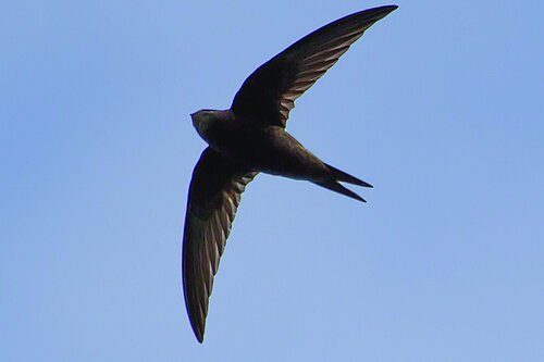 Swift in flight