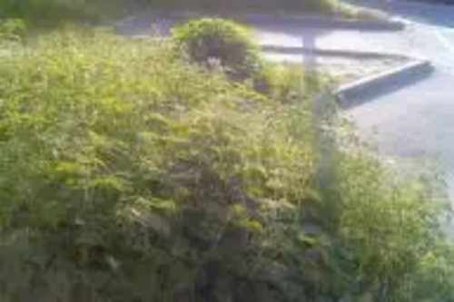 Overgrown verge / grass / weeds